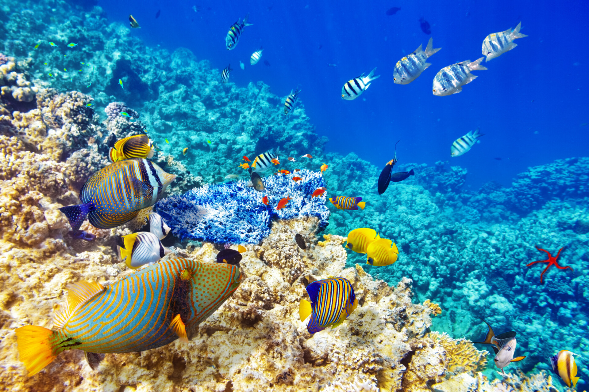 Unterwasserlandschaft mit farbenfrohen Korallen und einer Vielzahl von Fischen in verschiedenen Formen und Größen, die in einem klaren blauen Wasser des Ozeans schwimmen.
