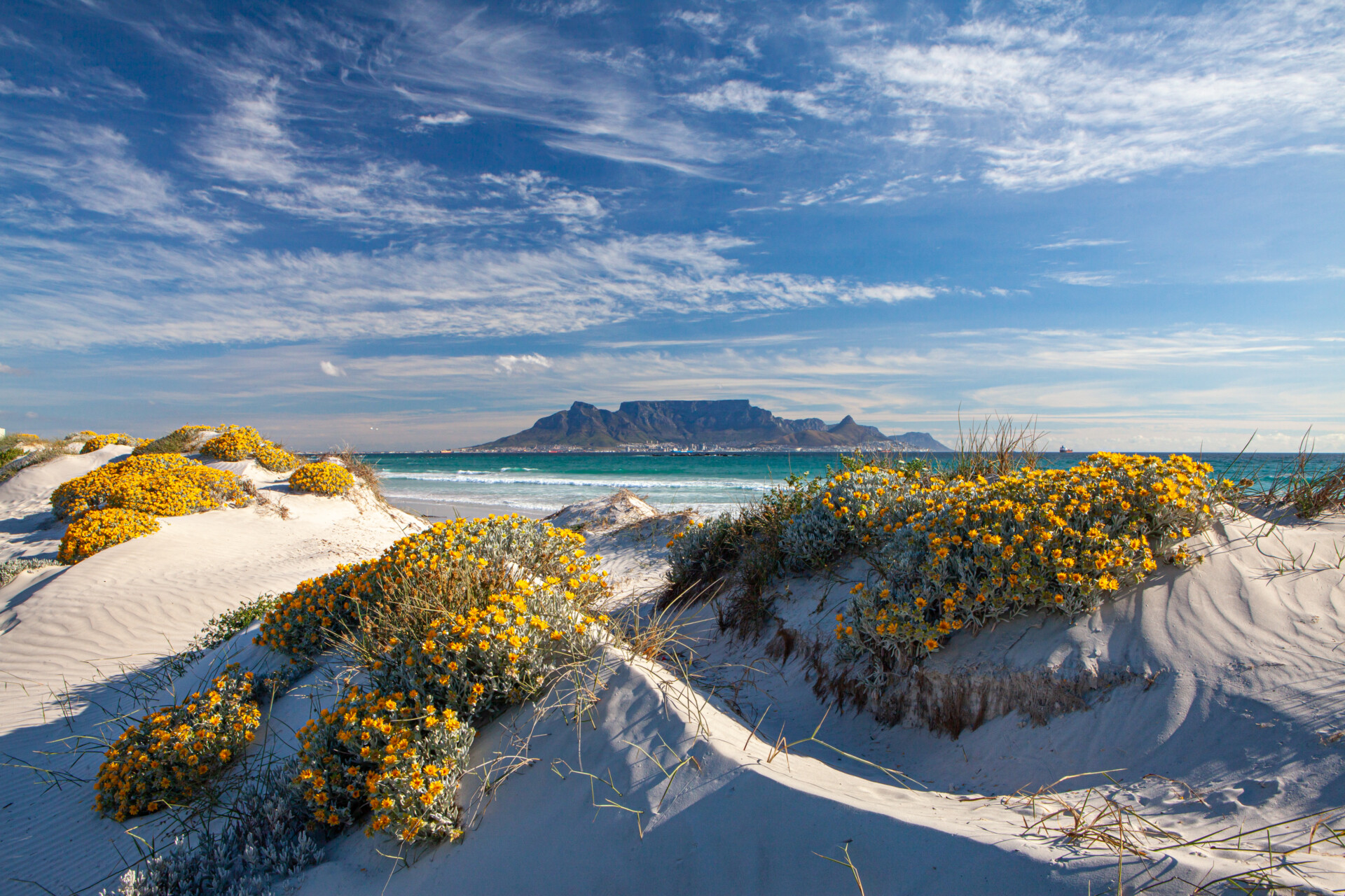 Blick auf einen malerischen Strand mit weißen Sanddünen, die mit gelben Blumen übersät sind, im Vordergrund, mit einem klaren Blick auf einen markanten Tafelberg über dem azurblauen Meer im Hintergrund unter einem überwiegend blauen Himmel mit vereinzelten Wolken.