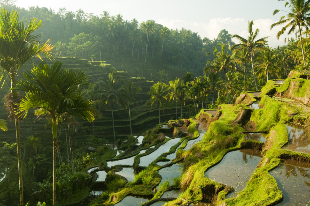 Blick auf terrassierte Reisfelder in einem tropischen Gebiet mit reichlich grünen Palmen und Bäumen im Hintergrund bei strahlendem Sonnenschein.