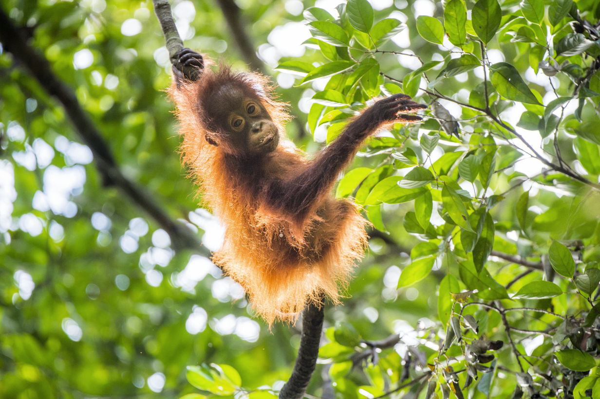 Ein junger Orang-Utan mit leuchtend orangefarbenem Fell, der sich in einer grünen Blätterkrone eines Baumes befindet und sich mit einer Hand an einem Zweig festhält, während er die andere Hand ausstreckt. Licht fällt durch das Laub und beleuchtet das Fell des Tieres und die umgebenden Blätter.